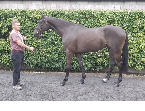 The future looks bright for @BleahenBrothers grads! Delighted to see MISTER BO take the bumper readily for @SuirviewStables today. A 💥FIFTH BUMPER💥 winner of ours in the last SIX DAYS. He was sold @tatts_ireland to Marian Park Stud- Well done all