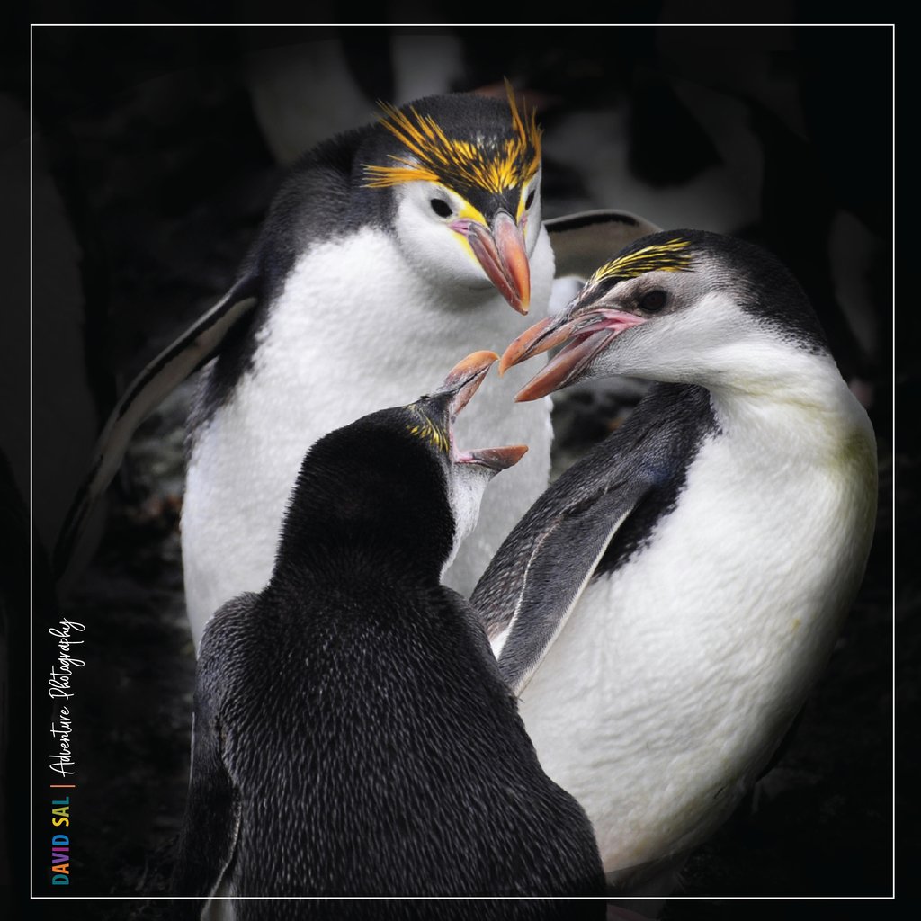 Juvenile Snare penguins are picking a fight with an adult. You would think they would learn the social hierarchy.
.
.
.
⁠
#penguinlove #penguinlife #hockey #penguinlover #wildlife #nature #snarepenguin #pittsburgh #penguinparade #natgeo #discovery #peckingorder #penguinpower