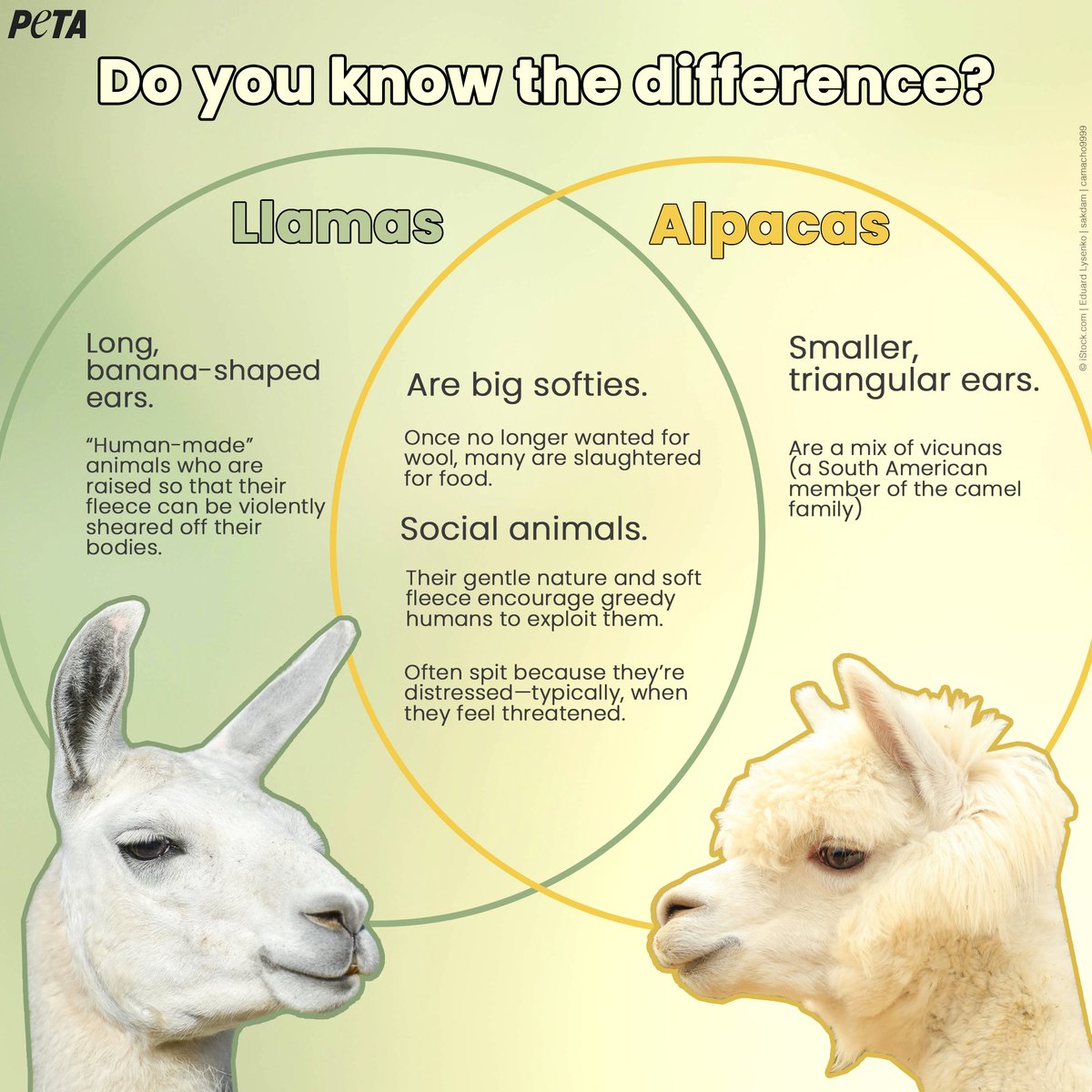peta's tweet photo. Now you know! https://t.co/9ZtvToZc4e