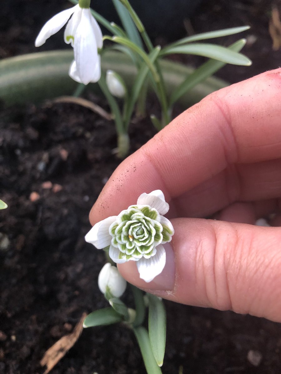 How much are your Snowdrops worth????? 😳
Tune in to the Gardening Phone in <a href="/BBCRadioLincs/">BBC Lincolnshire</a> to hear my snippet about this subject between 9-10am tomorrow.
#GardeningTwitter #Snowdrop