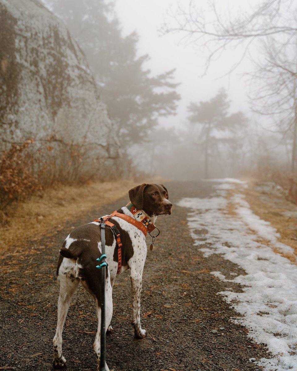Willow the GSP tweet media