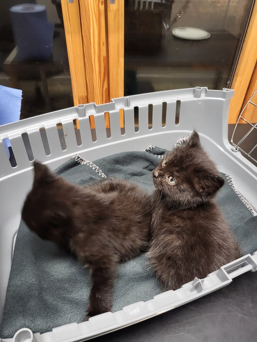 AmberFriden's tweet photo. Happy caturday Mr Phillips! @LouDPhillips these were the cuties I got to look after at work #studentveterinarynurse https://t.co/6ms2kdwu6J