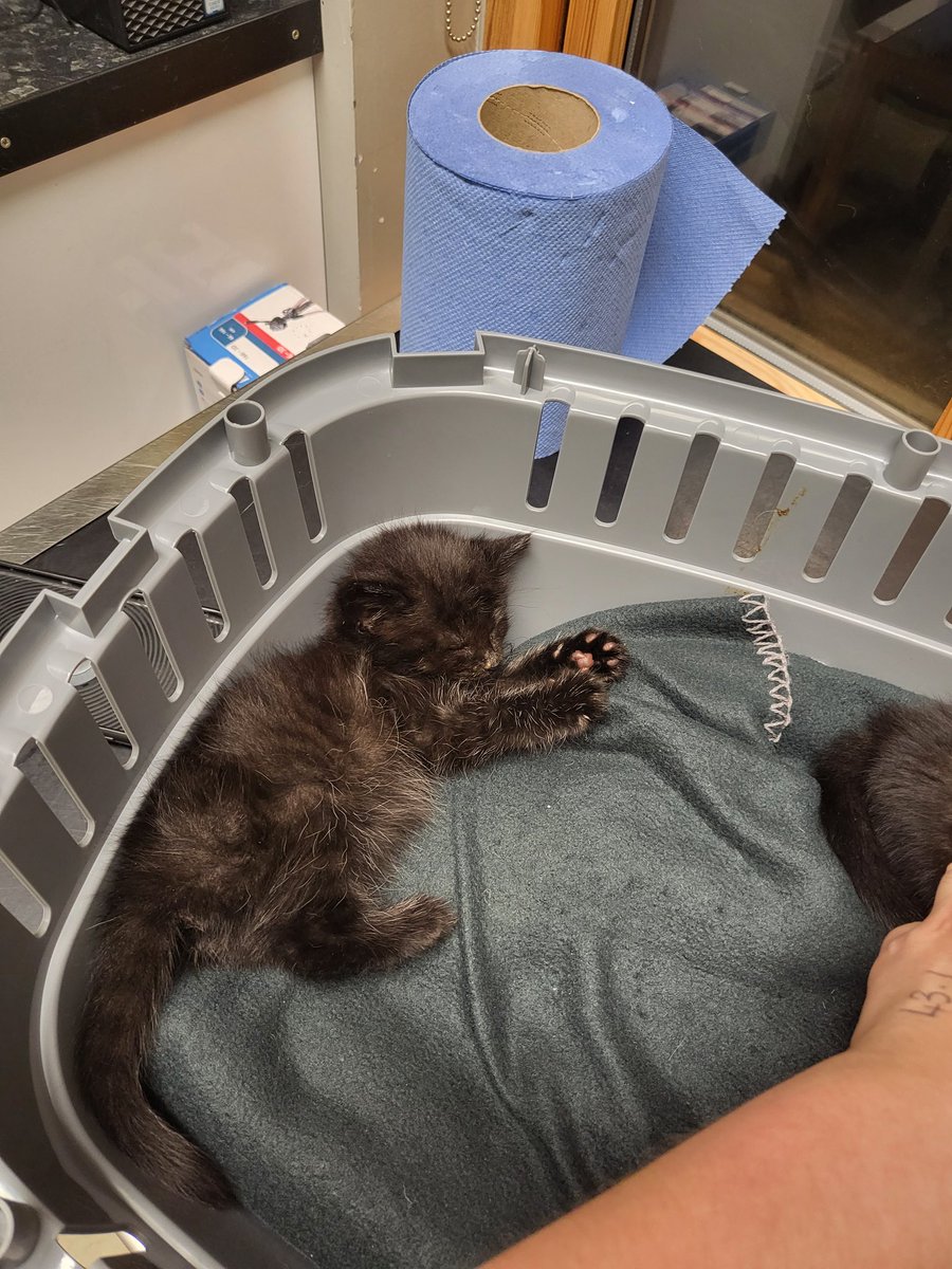 Happy caturday Mr Phillips! <a href="/LouDPhillips/">Lou Diamond Phillips</a> these were the cuties I got to look after at work #studentveterinarynurse