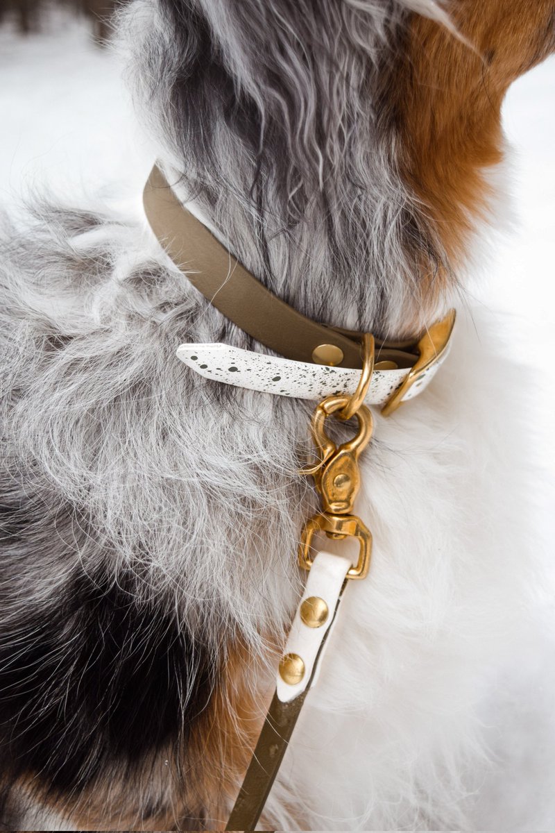 Speckled BioaThane 👀 
#DogsofTwittter #twitterdogcommunity  #dogsoftwitter #dogsofinstagram #dogs #biothane #smallbusiness #SmallBusinessSaturday