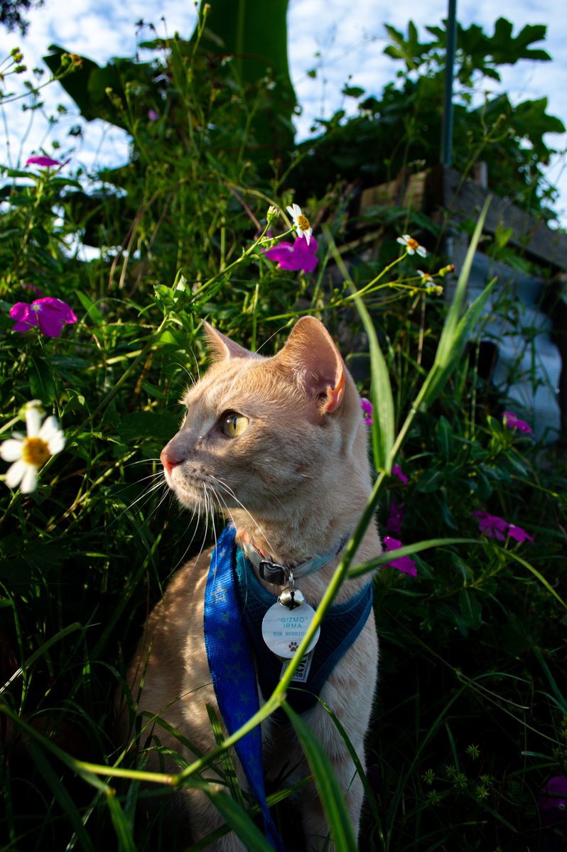 MuttAndMoggy's tweet photo. Hello #twitterdogcommunity and #twittercatcommunity! This is Magnolia Darling, a 1yo mutt and Gizmo Irma Von Hurricane, a 4yo moggy! Aka Maggie and Gizmo. And I’m Sophia, a 15yo student, (beginner) photographer and pet mom💕 We’re new so I thought I would introduce ourselves! https://t.co/xCDVs8RLhB