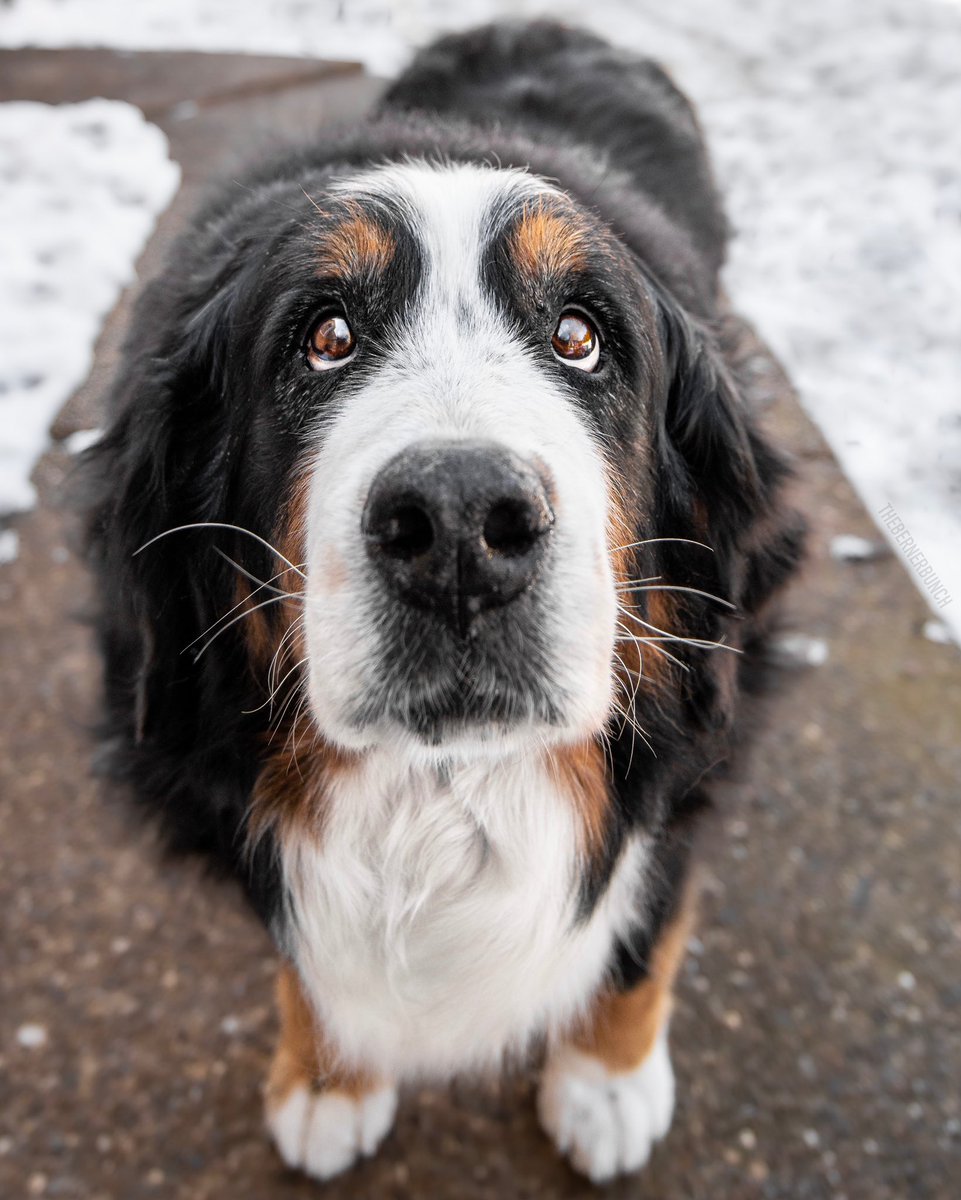 The Berner Bunch tweet media
