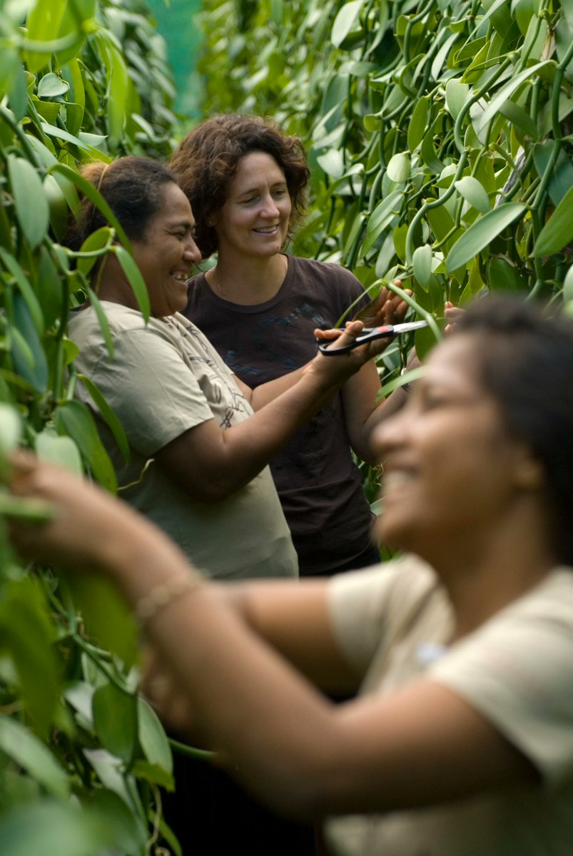 Rooted in disaster relief: we spoke to <a href="/HeilalaVanilla/">Heilala Vanilla</a>'s Jennifer Boggiss about the fallout of the catastrophic Hunga Tonga-Hunga Ha'apai eruption in January, and the three stages of the #NewZealand #socialenterprise's relief effort: buff.ly/3JVIMOF

#SocEnt #ImpInv