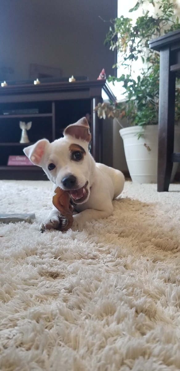 Happy pig ear Saturday. They are delicious!