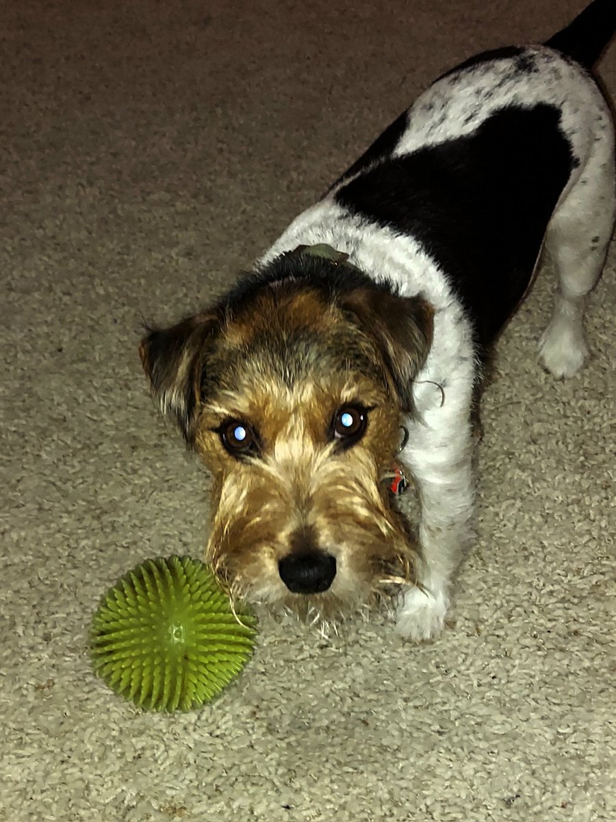 After weeks of sulking and searching, this good boy finally found his favorite squeaky toy (that he himself hid) and I've never seen anyone this happy #jrt
