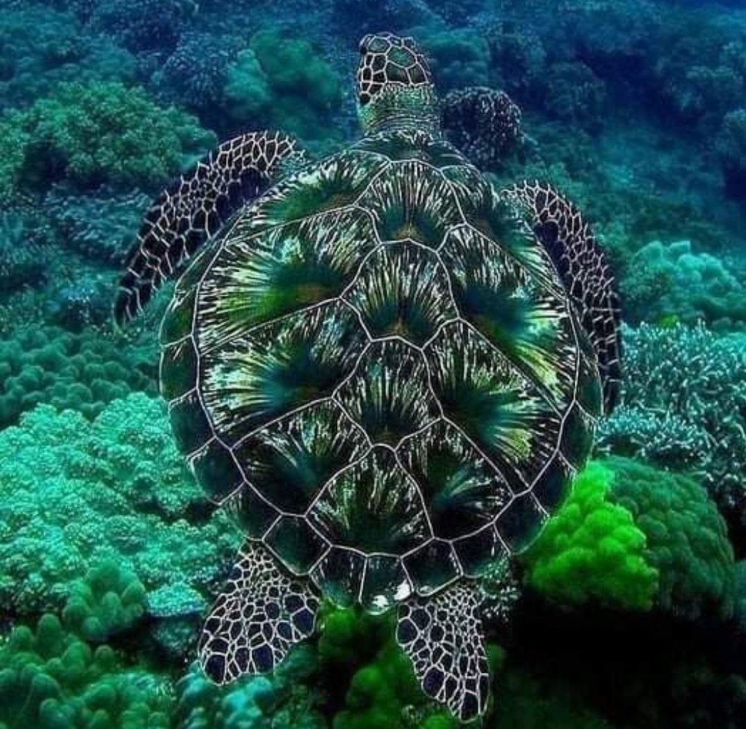 ࿐❥𝖳𝖾𝗋𝖾𝗌𝖺 𝖫 ࿐❥  𝕏 (@tleoni311) on Twitter photo Beautifull nature 🐢🌊 Beautifull nature 🐢🌊