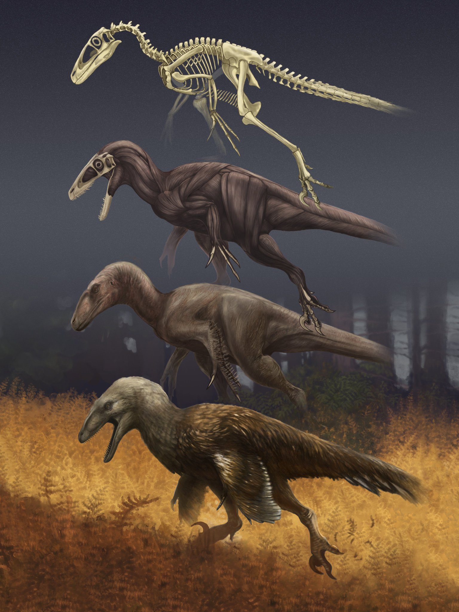 Deinonychus (Deinonychus antirrhopus) Dimensions & Drawings