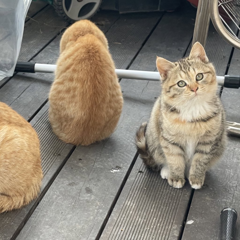 뚱세 어제 저녁에 고양이 별로 갔어요..
정말 믿기지가 않는데 ㅠㅠ 아픈몸으로 마지막에 우리집 찾아와줘서 너무 고마워요 ㅠㅠ
뚱세야 안녕.. 
짧은 기간이었지만 우리집에서 지내면서 행복했기를 바랄게