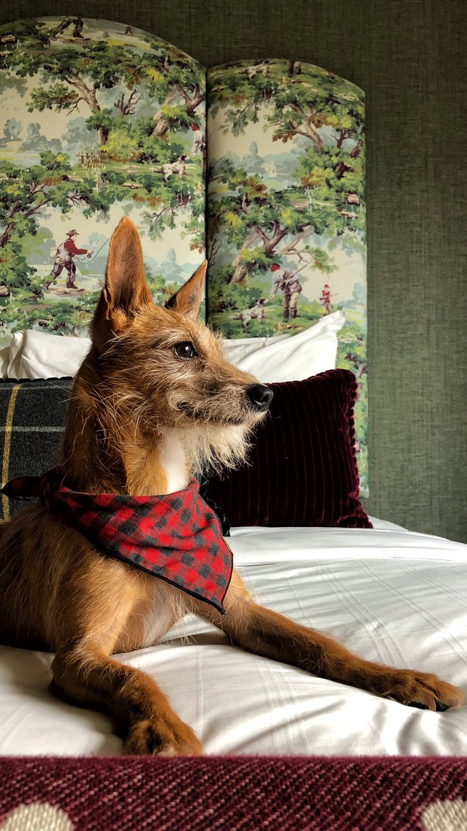 Mutt Cloth - Bandanas for All Journeys 🐕🐈 tweet media