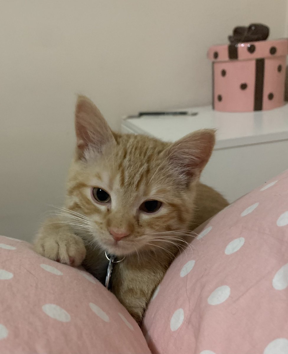 🍒TrixieTweets🍒 tweet media