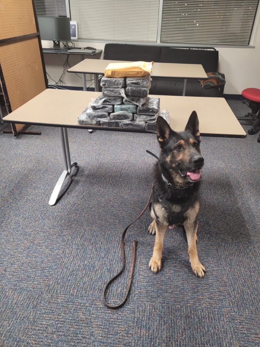 Dallas Gang Unit (@dpdgangunit) on Twitter photo Great way to end the w/arrest of 1-individual in possession of 17 kilos of cocaine..street value of $630K..thank you too K9 Rocky for assisting (steak coming your way) #keepingBigDsafe <a href="/DPDChiefGarcia/">Eddie Garcia</a> <a href="/DPDLTSanchez/">Raymario Sanchez</a> <a href="/DPDMartinez/">Albert Martinez</a> <a href="/TCastro7488/">Thomas Castro</a> <a href="/KyleeHawks/">Kylee Hawks</a> <a href="/TacticalDPD/">Dallas PD Tactical Support</a> <a href="/DallasPD/">Dallas Police Dept</a> Great way to end the w/arrest of 1-individual in possession of 17 kilos of cocaine..street value of $630K..thank you too K9 Rocky for assisting (steak coming your way) #keepingBigDsafe <a href="/DPDChiefGarcia/">Eddie Garcia</a> <a href="/DPDLTSanchez/">Raymario Sanchez</a> <a href="/DPDMartinez/">Albert Martinez</a> <a href="/TCastro7488/">Thomas Castro</a> <a href="/KyleeHawks/">Kylee Hawks</a> <a href="/TacticalDPD/">Dallas PD Tactical Support</a> <a href="/DallasPD/">Dallas Police Dept</a>