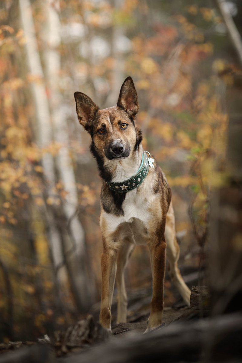 Do you think #twitterdogcommunity will survive or is it just a phase like vero was? 🤔 #dogsoftwitter #invasion