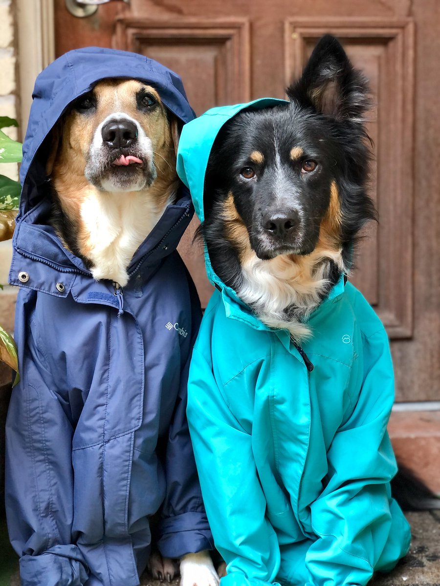 Katie + her ridiculous dogs tweet media