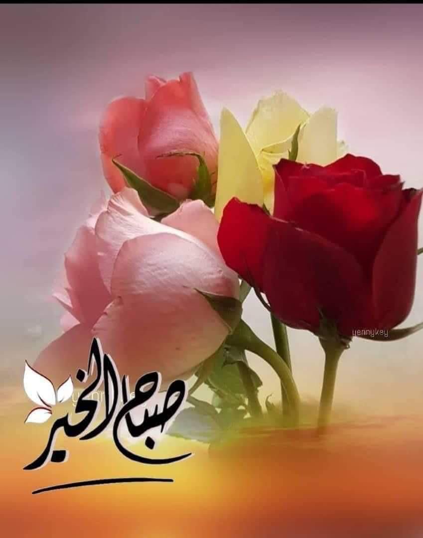أحبتي الغاليين ..
المشاعر الفياضة التي رسمتوها بكل ولاء وحب لولاة أمرنا ولوطننا الغالي واجب وغير مستغرب عليكم 💚
--
سوف أعلن عن الإهداءات غدا
واذكركم بقول نبي الرحمة لا يؤمن احدكم حتى يحب لأخيه مايحب لنفسه.
--
ابارك مقدماً للمهدى لهم ومعوضين خير في المناسبات القريبة القادمه🇸🇦💚🇸🇦