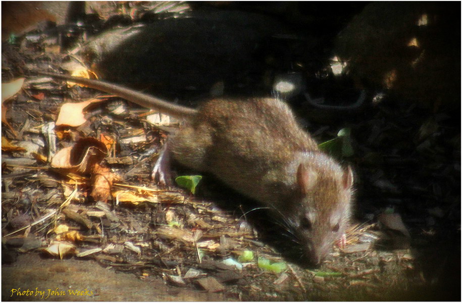 PhotosByJWeeks's tweet image. I snapped this photo yesterday of what appears to be an Antechinus at a friend's place in Belgrave in the Dandenong Ranges. [The photo was snapped through a wire-screen door hence the slight blurriness] #antechinus