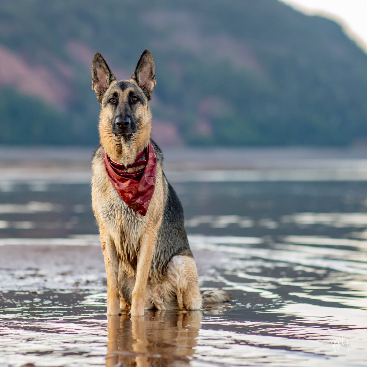 #dogsoftwitter #dogtwittercommunity #dogphotography #photography