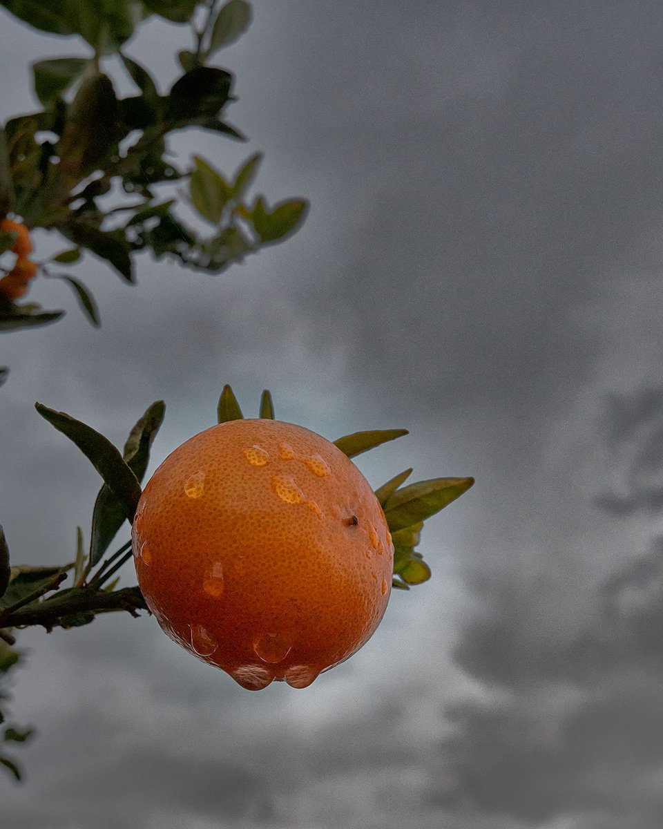 supernaranjas's tweet photo. Despues de meses de sequía la lluvia ha llegado a los campos de Supernaranjas. En este momento es una bendición. https://t.co/nEuEu60yW0