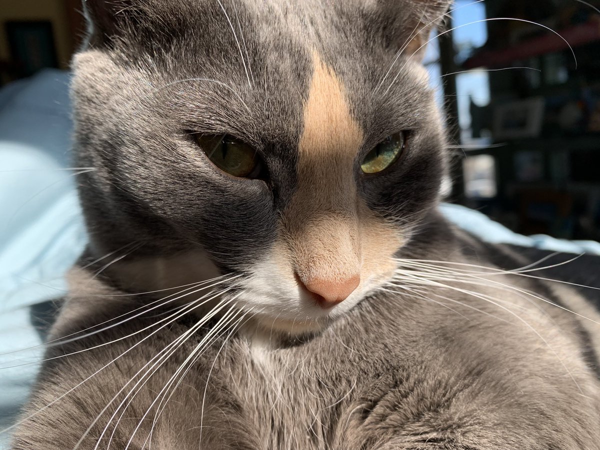 iagirl61's tweet photo. Happy #Caturday from Miss Millie, Willie, and Baby Tilly 💕 https://t.co/aZdCODgOzd