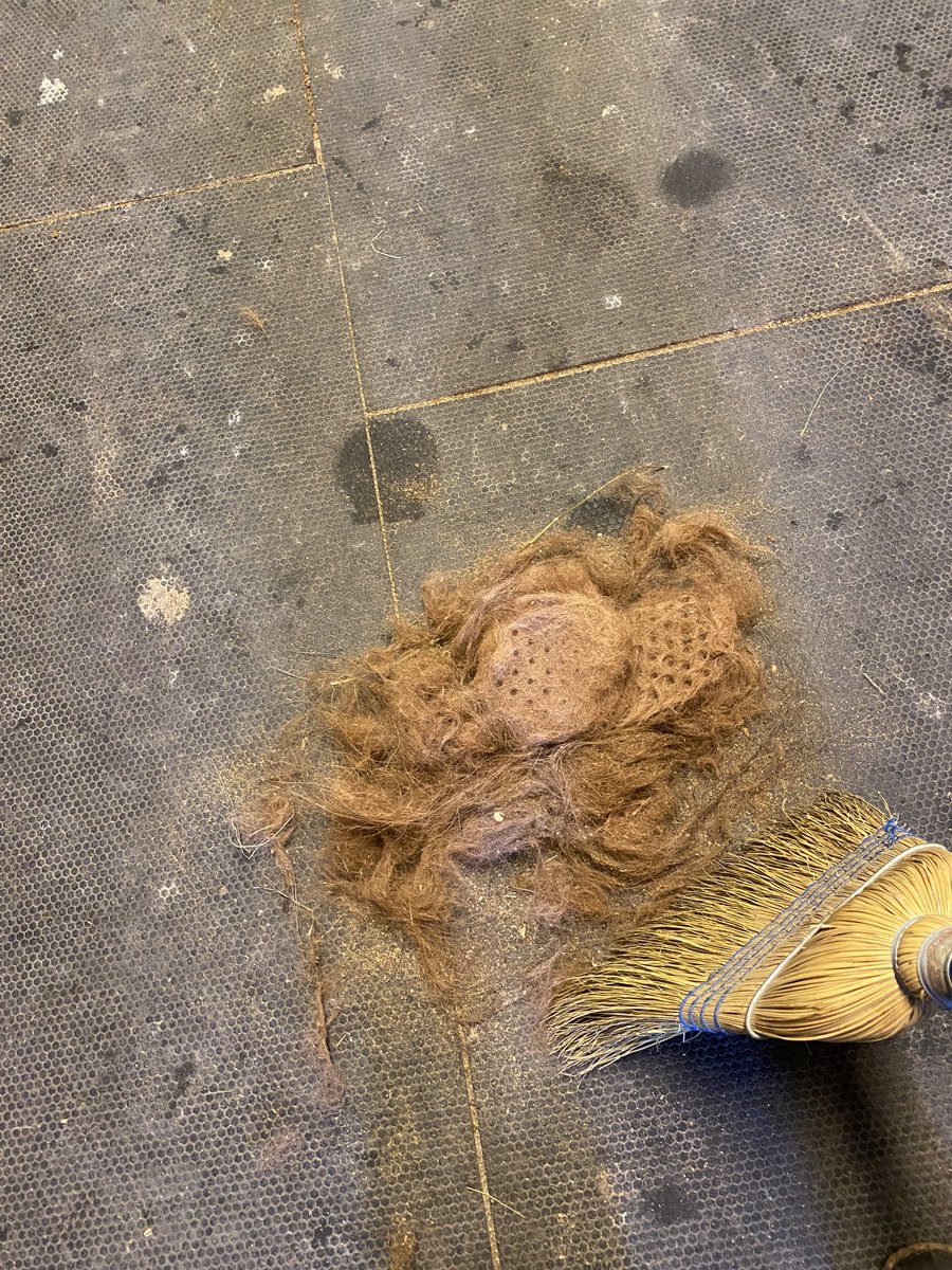 thinlizzy17's tweet photo. Would you like to build your own chestnut mare? I have some horse hair to get construction started. #sheddingseason #ottb #EnglishSoul https://t.co/Pp0unLsiZa