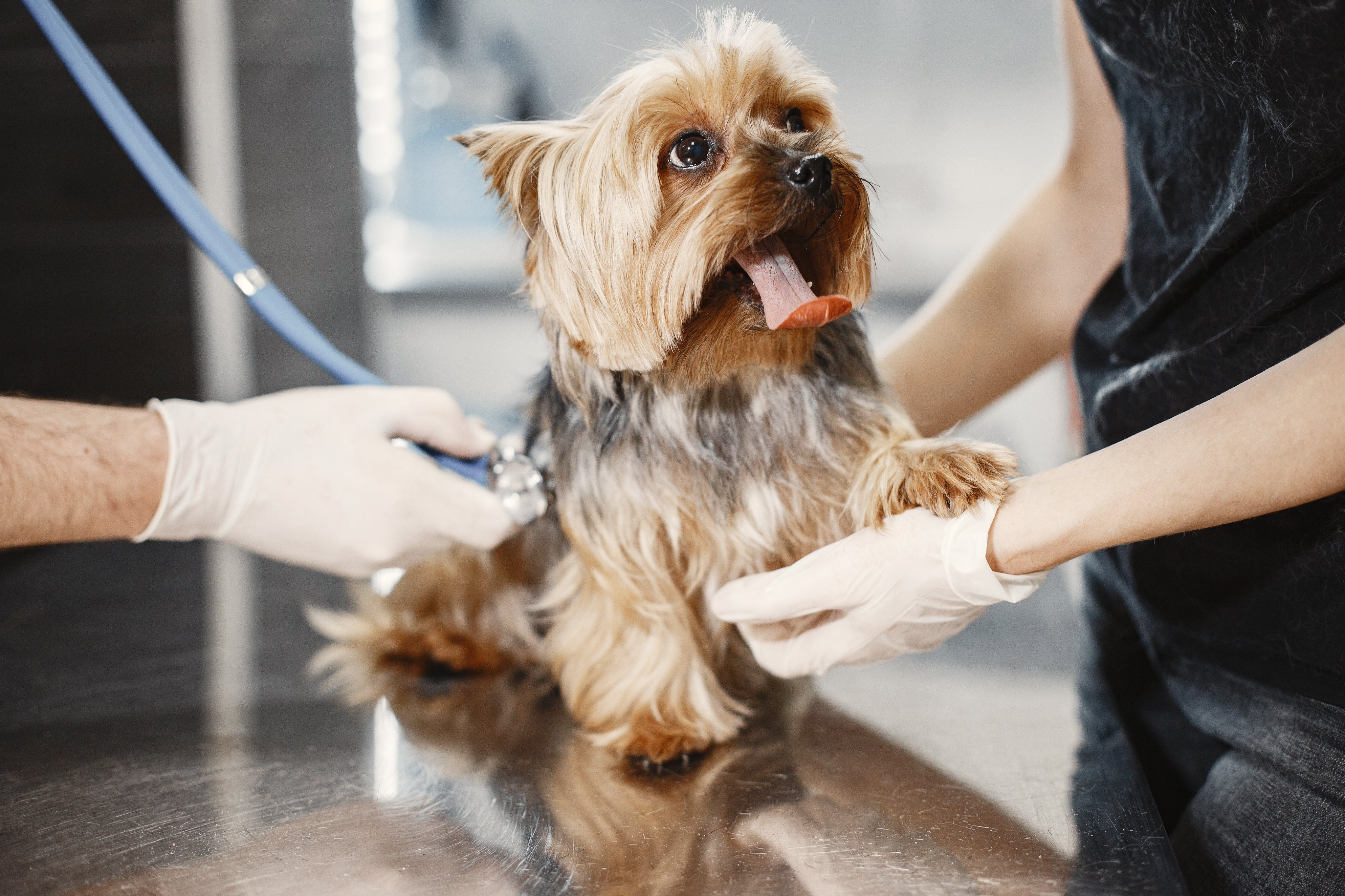 south carolina animal laws