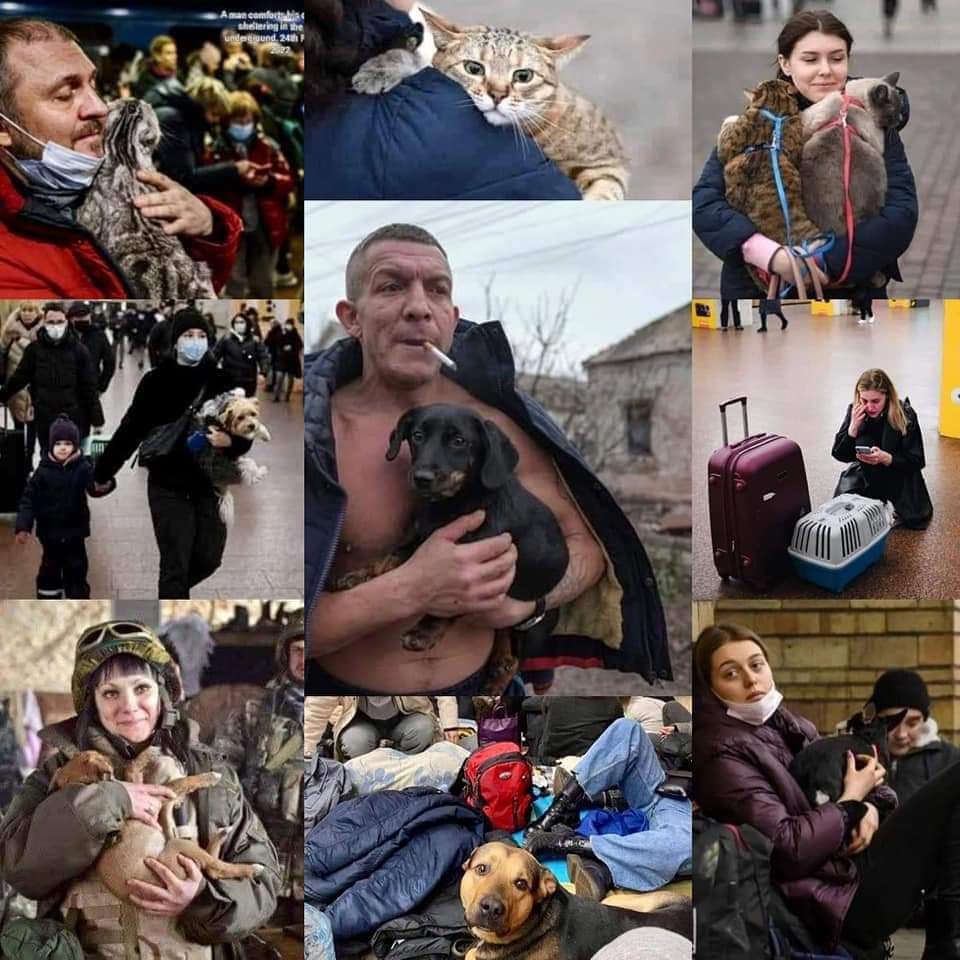 BardinosS's tweet image. Nos repites cual era tu #excusa para #dejar a tu #perro en la perrera o a tu #gato en la calle?
#StopTheWar #Noalaguerra #NoWar #nowarinukraine #savetheAnimals