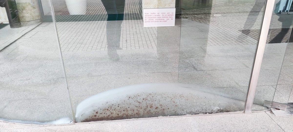 PeliCornia's tweet image. Universidad de Salamanca.
Facultad de biología.

Dejaron 2 cristales mal sellados y entró agua. Han pasado cosas. Son biólogos y se nota. Leed el cartel.