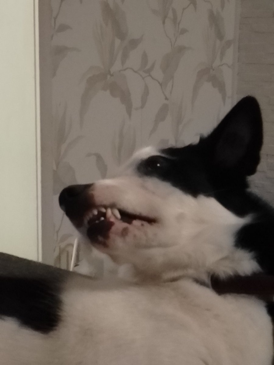 KirsulaNova's tweet photo. Show me your dracula-face.
Näytä sun vampyyri-ilme.
#pepsodent #dentastick #kovis https://t.co/DApe9CZN0q
