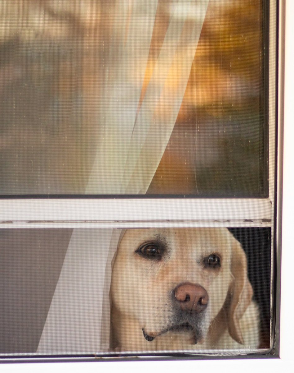 Decided to call this one: The Lab in the house across the street from the doodle in the window.

#dogsoftwitter #dogtwittercommunity #DogsofTwittter #dogsofinstagram #twitterdogcommunity #twitterdogs #labradorretriever #dogphotography