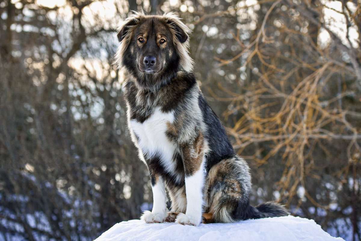 resqbear's tweet photo. So very privileged and blessed to be doing life with you everyday! #RescueDogs #dogsoftwitter #dogs #Canada #rescuedog #blessed https://t.co/ZT4BJ4GThj