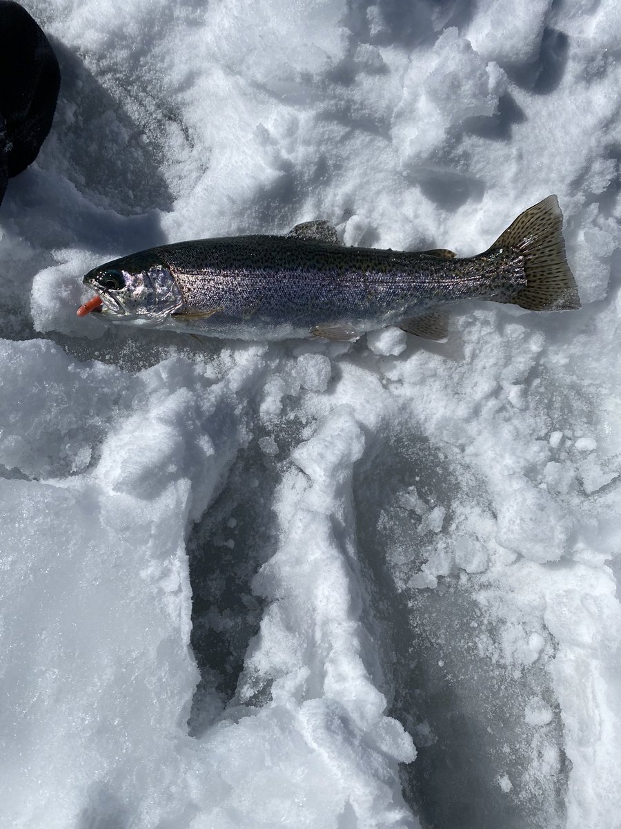 MtnWestIceFish's tweet photo. A Couple Fish Lake Mornings. 

#underarmour #yeti #sportsmanswarehouse #mtndew #icefishing #ionaugers 
#uglystik #jawjacker #procurebaitscents #maniaclures #marcum #bft #clam #mtnops #customjigsandspins #ratfinkee #coldnationoutdoors #icefishingnation 
#801 https://t.co/keqiKWqAcI