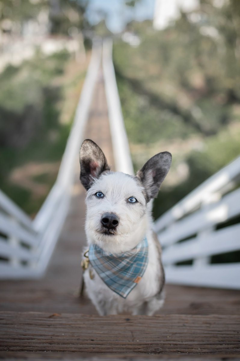 I’m pretty sure Zeppelin’s smirk could be turned into a meme for the opposing opinions of IG vs Twitter. 🤣

#twitterdogcommunity #doge #dogsoftwitter #dogsofinstagram