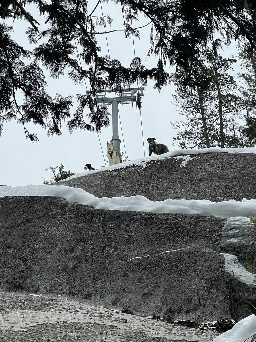 Sully, Quest & Arla tweet media