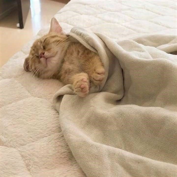 VincentRedStick's tweet image. harry.loveme.run 
These funny dog videos are so funny that you will laugh all night long!