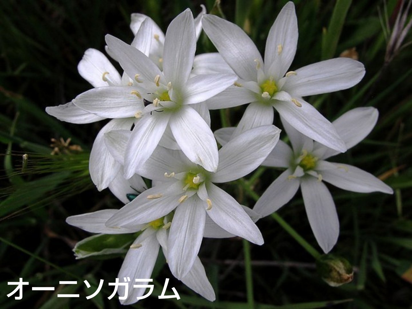 じん 皆さま おはようございます 2月27日の誕生花 オーニソガラム 花言葉 純粋 才能 原産地 ヨーロッパ 西アジア 南アフリカ シラー 花言葉 寂しさ 多感な心 変わらない愛 原産地 地中海沿岸の南ヨーロッパ 北アフリカ 次