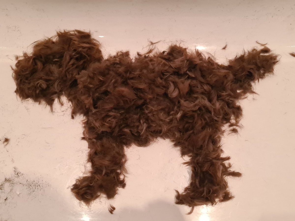 Southcoastspaniels tweet media