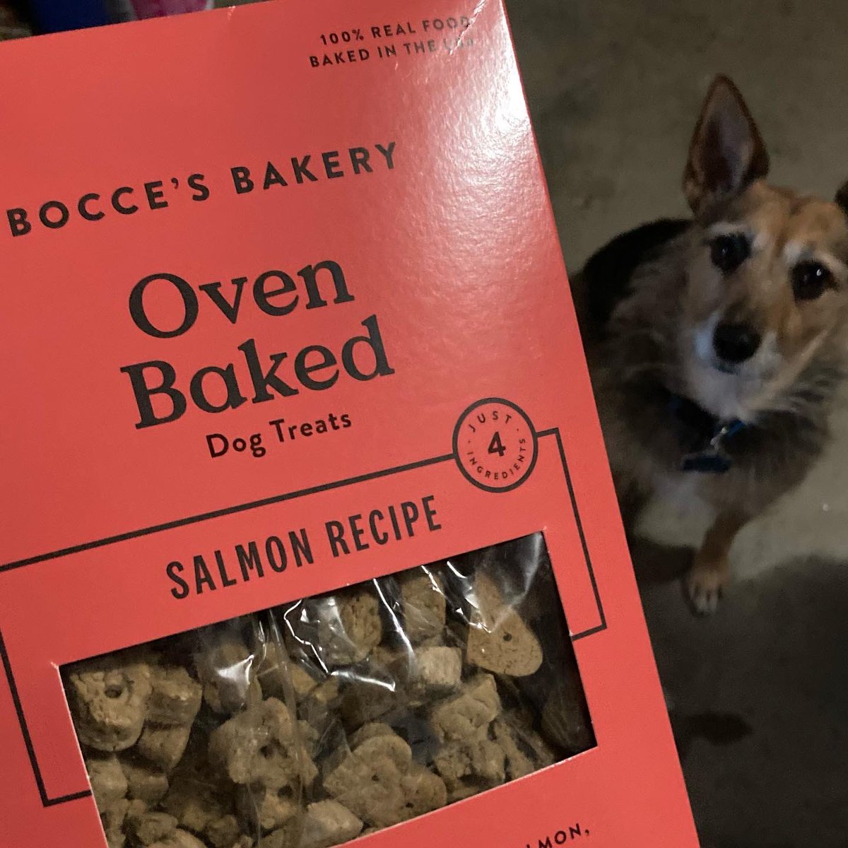 Trying out <a href="/boccesbakery/">Bocce's Bakery</a> salmon dog treats! So far they’re a hit in my book: 
🅱️🐟👀🐶💕
#yum #treattime #dogtreats #boccesbakery #bocces #dogbiscuits #salmonrecipe #ovenbaked #spoileddog #dogsoftwitter #DogsofTwittter