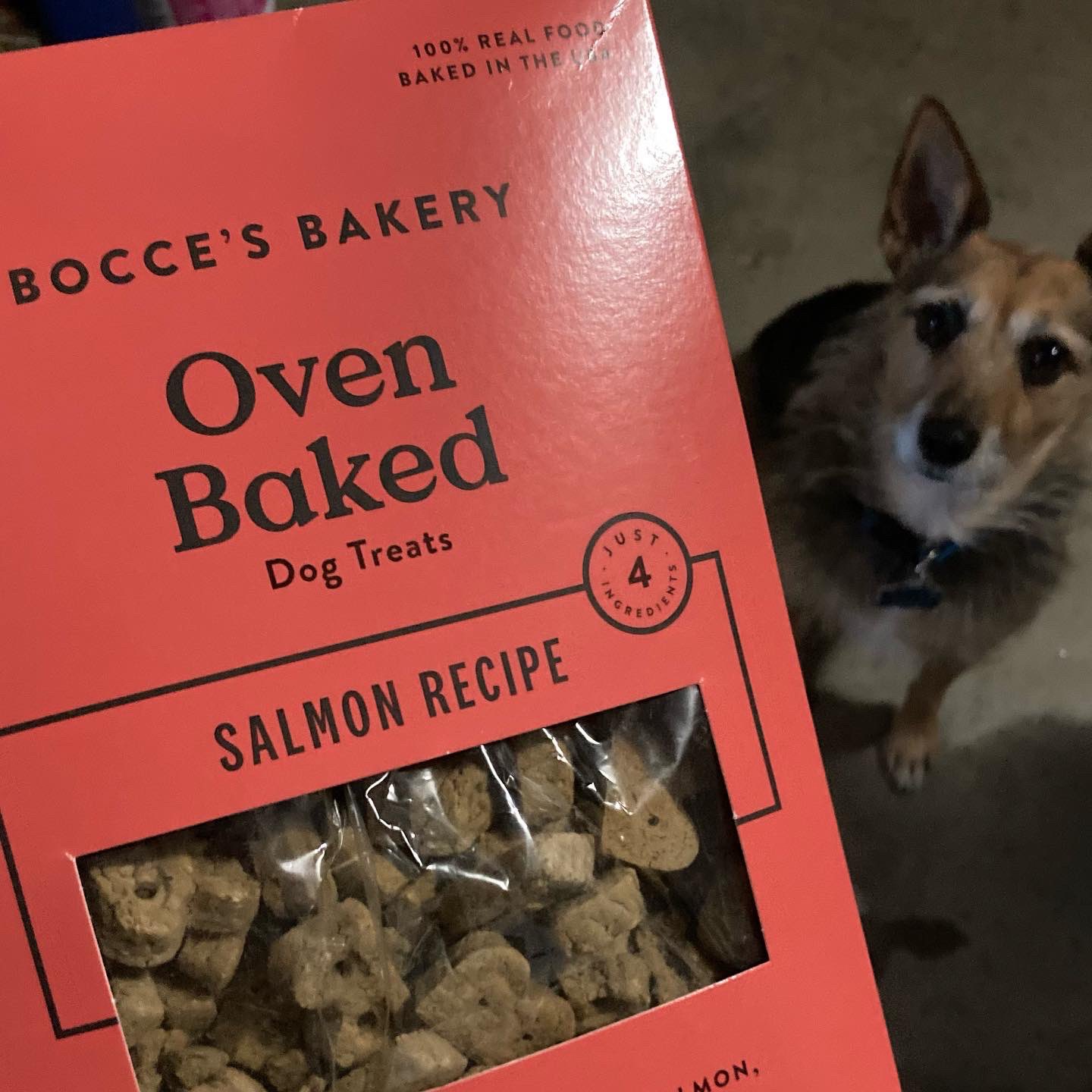 Bocce bakery dog treats shake shack hotsell