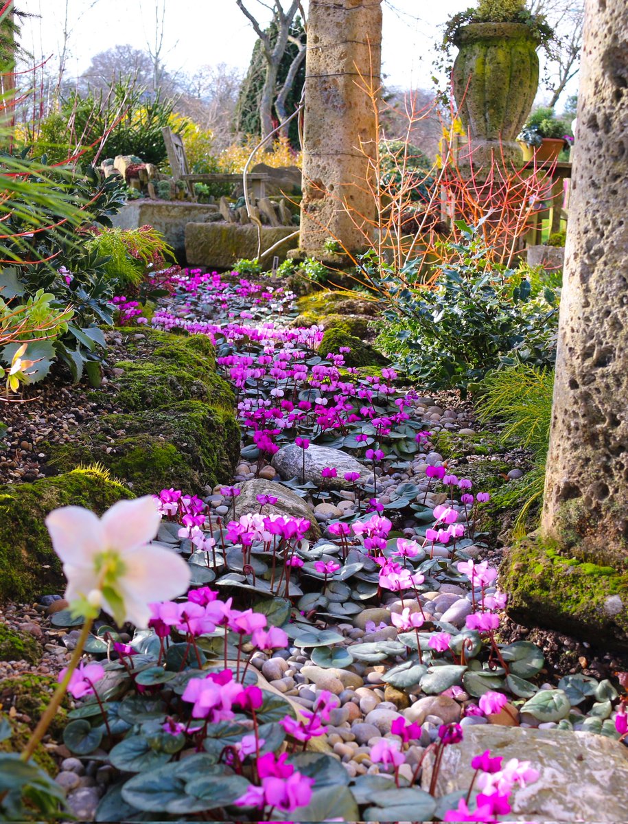 The River Coum, flowing through John's Garden <a href="/ashnurs/">Ashwood Nurseries</a> today.