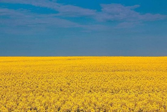 On voit bcp le drapeau de l’Ukraine depuis quelques jours.
Pour les curieux: il signifie le ciel bleu au-dessus des champs de blé et de maïs, dont le pays est l’un des + importants producteurs au monde.
Apparu pour la 1ere fois en 1917, puis adopté lors de l’indépendance en 1992.