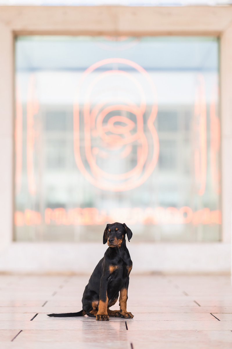 Did you finally followed us on Instagram? No? Ok i Will wait right here 😂 Did you now? GREAT! 

instagram.com/goldene.brisen… ⬅️

#canonphotography #Canon #twitterdogcommunity #viral #instagram #dogsofinstagram #dogsoftwitter #fyp