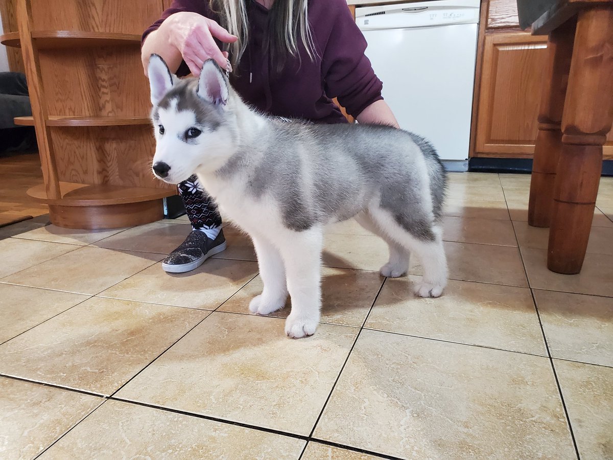 BaseProgression's tweet photo. Puppy! 💙💙💙💙💙💙 https://t.co/RPTB5D1xXa