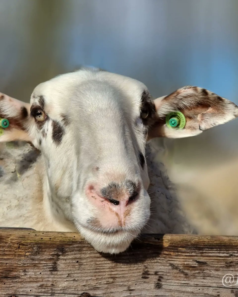 Eindelijk mooi weer. En dat op de eerste dag dat we geopend zijn voor adoptie.  Wat een mazzel. De VVDRheden kwam ook een bezoekje brengen om lammeren te adopteren. Wie weet doet goed voorbeeld volgen.