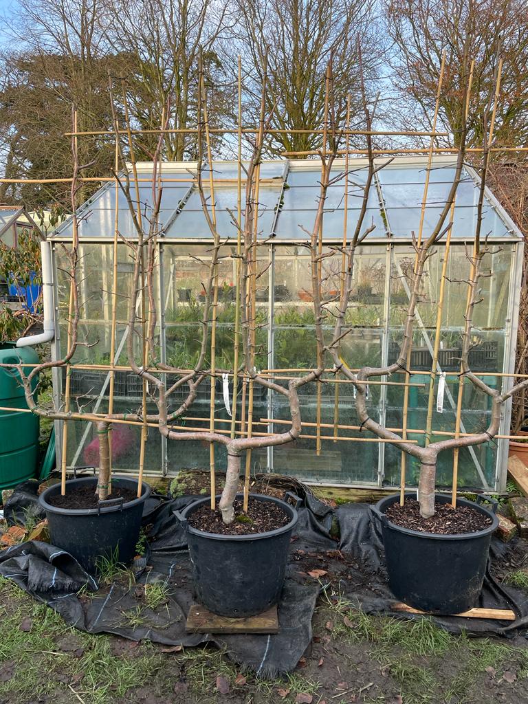 Open day at the nursery this Friday 4th 10.30-2.30. These beauties are now sold but plenty more interesting plants available.