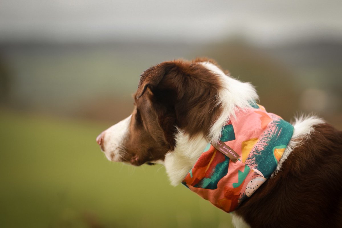colliesindevon's tweet photo. My handsome chap - I’m obsessed with the colours of this snood tho. Absolutely stunning! 🥰🥰 #redcollie #bordercollie #photography #dogs #twitterdogcommunity https://t.co/DtL2avdJMb