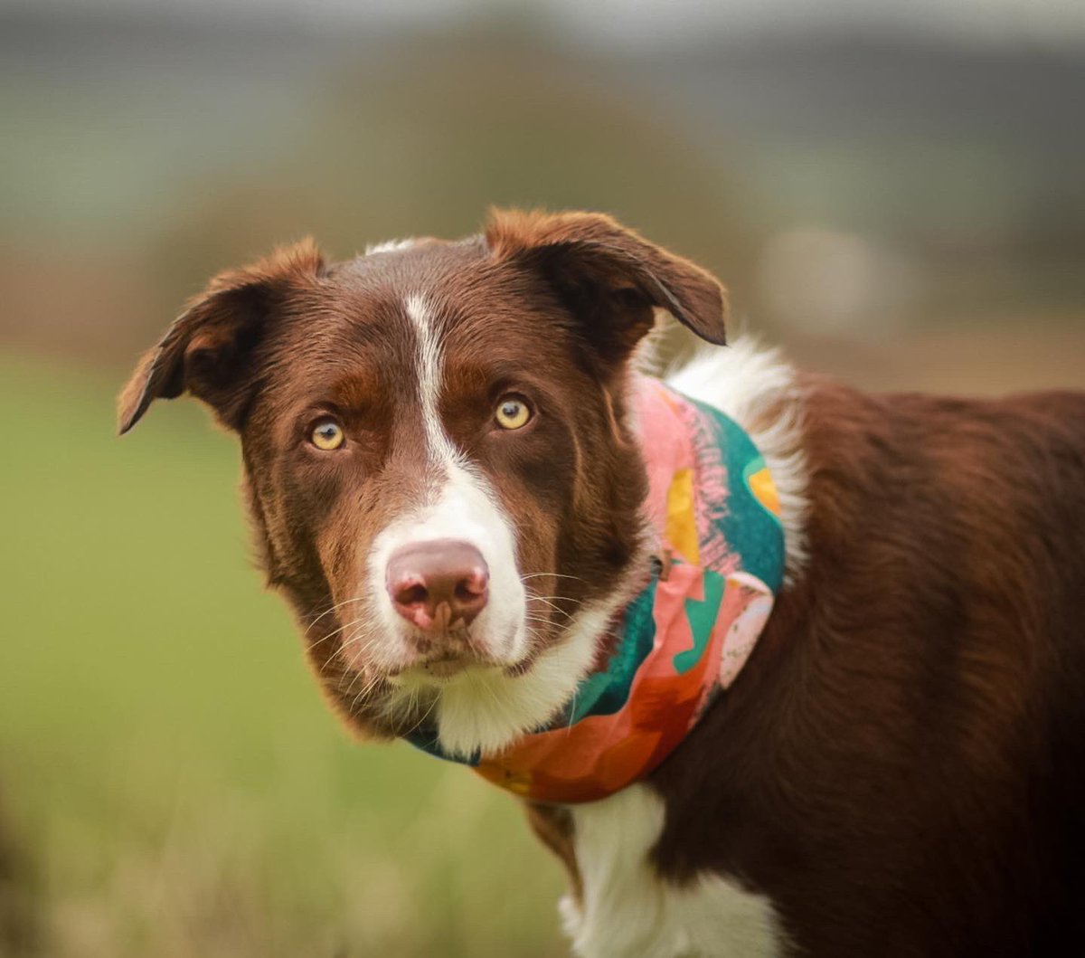 colliesindevon's tweet photo. My handsome chap - I’m obsessed with the colours of this snood tho. Absolutely stunning! 🥰🥰 #redcollie #bordercollie #photography #dogs #twitterdogcommunity https://t.co/DtL2avdJMb