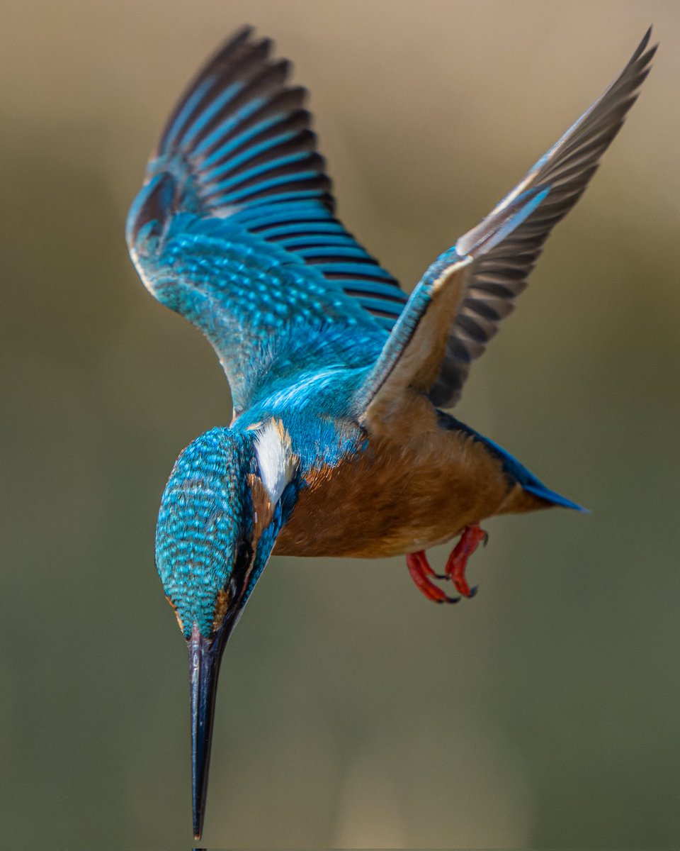 sadasan12's tweet photo. カワセミがホバリングから池に飛び込む直前😀
#カワセミ
#野鳥
#kingfisher https://t.co/ck6Q0M3mvd